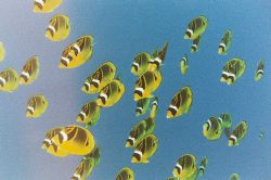 Racoon Butterflyfish. Maui. There must have been a proble... by Jacques Miller 
